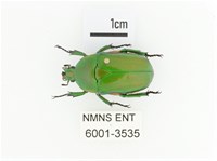 小扇角金龜藏品圖，第1張