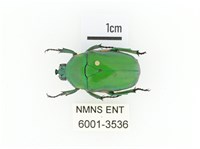 小扇角金龜藏品圖，第1張