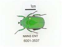 小扇角金龜藏品圖，第1張