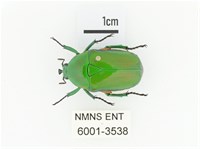 小扇角金龜藏品圖，第1張