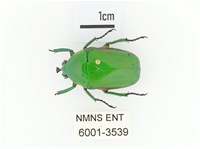 小扇角金龜藏品圖，第1張