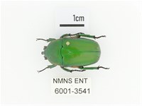 小扇角金龜藏品圖，第1張