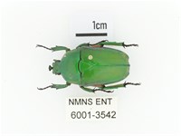 小扇角金龜藏品圖，第1張