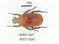毛翅騷金龜藏品圖，第1張