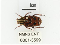 巴蘭陷紋金龜藏品圖，第1張