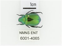 艷金龜藏品圖，第1張