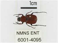 血紅虎斑花金龜藏品圖，第1張