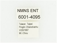 血紅虎斑花金龜藏品圖，第2張