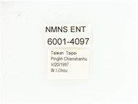 黃肩長腳花金龜藏品圖，第2張