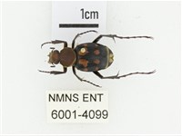 黃肩長腳花金龜藏品圖，第1張