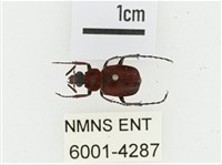 血紅虎斑花金龜藏品圖，第1張