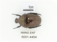 銅艷白點花金龜藏品圖，第1張