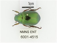 綠艷金龜藏品圖，第1張