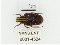 巴蘭陷紋金龜藏品圖，第1張