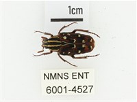 巴蘭陷紋金龜藏品圖，第1張