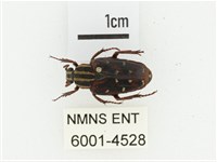 巴蘭陷紋金龜藏品圖，第1張