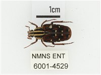 巴蘭陷紋金龜藏品圖，第1張