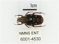 巴蘭陷紋金龜藏品圖，第1張