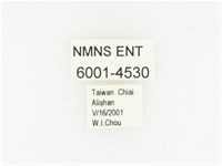 巴蘭陷紋金龜藏品圖，第2張