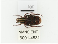 巴蘭陷紋金龜藏品圖，第1張