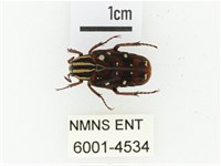 巴蘭陷紋金龜藏品圖，第1張