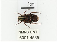 巴蘭陷紋金龜藏品圖，第1張