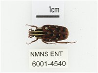 巴蘭陷紋金龜藏品圖，第1張