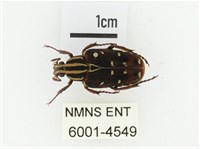 巴蘭陷紋金龜藏品圖，第1張