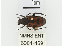 叉斑陷紋金龜藏品圖，第1張