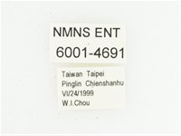 叉斑陷紋金龜藏品圖，第2張