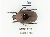 銅艷白點花金龜藏品圖，第1張