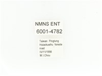 銅艷白點花金龜藏品圖，第2張