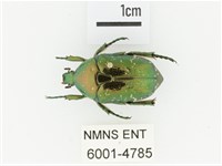 東方白點花金龜藏品圖，第1張