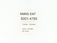 東方白點花金龜藏品圖，第2張