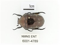 銅艷白點花金龜藏品圖，第1張