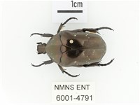 銅艷白點花金龜藏品圖，第1張