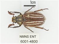 臺灣白條金龜藏品圖，第1張