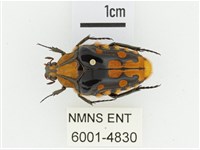 臺灣瘦花金龜藏品圖，第1張