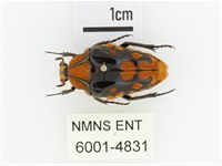 臺灣瘦花金龜藏品圖，第1張