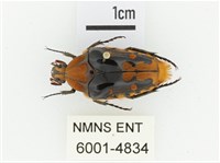 臺灣瘦花金龜藏品圖，第1張