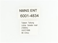 臺灣瘦花金龜藏品圖，第2張