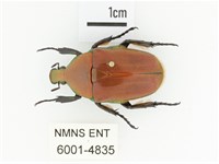 毛翅騷金龜藏品圖，第1張