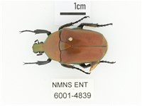 毛翅騷金龜藏品圖，第1張