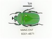 臺灣扇角金龜藏品圖，第1張