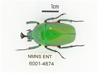 臺灣扇角金龜藏品圖，第1張
