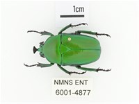 臺灣扇角金龜藏品圖，第1張