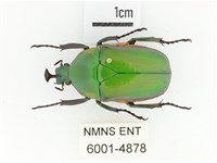 臺灣扇角金龜藏品圖，第1張
