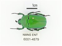 臺灣扇角金龜藏品圖，第1張