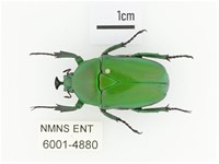 臺灣扇角金龜藏品圖，第1張
