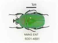 臺灣扇角金龜藏品圖，第1張